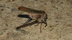 Platycleis intermedia