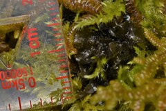 Scytinium polycarpum