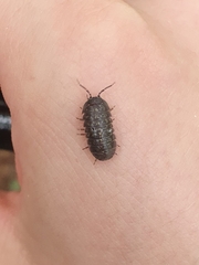 Armadillidium opacum