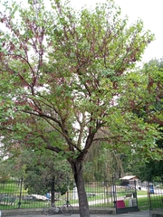 Cercis siliquastrum