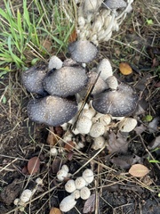 Coprinopsis variegata