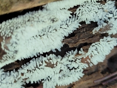 Ceratiomyxa