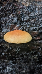 Gymnopilus penetrans