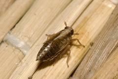 Dicranotropis hamata