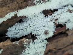 Ceratiomyxa