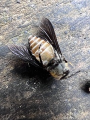 Tabanidae