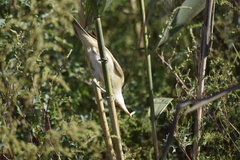 Acrocephalus arundinaceus