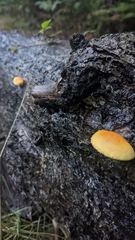 Gymnopilus penetrans