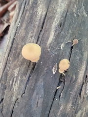 Simocybe centunculus