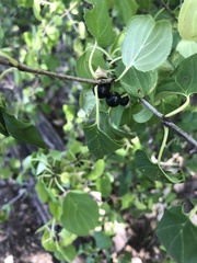 Rhamnus