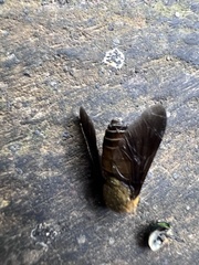 Tabanidae