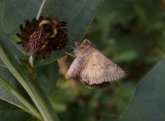 Noctuoidea