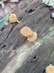 Simocybe centunculus