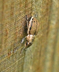 Naupactus peregrinus