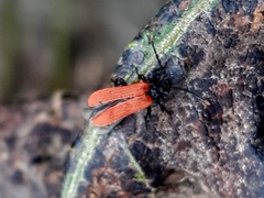Platycis minutus