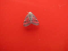 Scolypopa australis