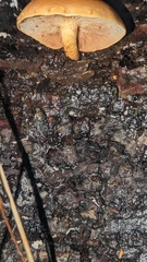 Gymnopilus penetrans