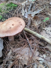 Laccaria ochropurpurea
