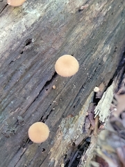 Simocybe centunculus
