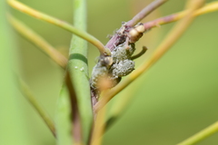 Brevicoryne brassicae