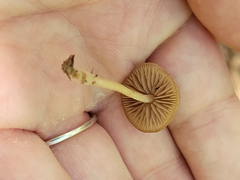 Simocybe centunculus