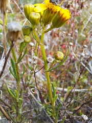 Senecio burchellii