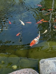 Cyprinus rubrofuscus