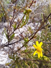 Senecio burchellii