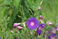 Ipomoea stans
