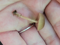 Simocybe centunculus