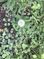 Taraxacum erythrospermum