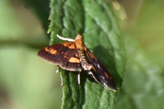 Pyrausta orphisalis