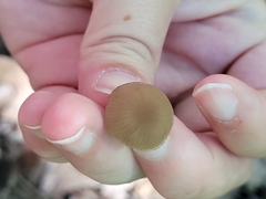 Simocybe centunculus