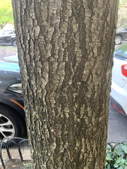 Quercus phellos