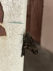 Thorybes dorantes dorantes