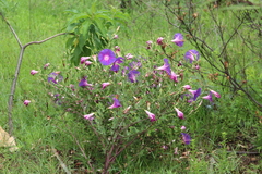 Ipomoea stans