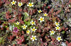 Zaluzianskya pusilla