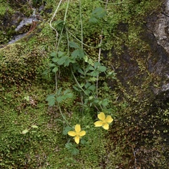 Potentilla anglica
