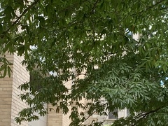 Quercus phellos