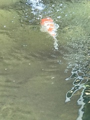 Cyprinus rubrofuscus