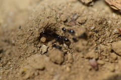 Monomorium minimum