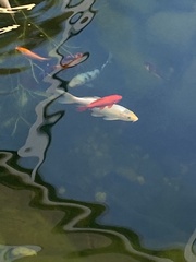 Cyprinus rubrofuscus