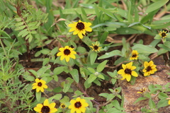 Sanvitalia procumbens