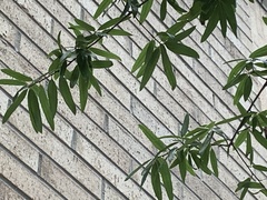 Quercus phellos