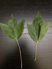 Acer rubrum