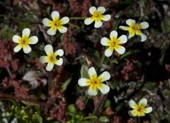 Zaluzianskya pusilla