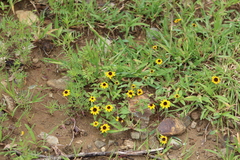 Sanvitalia procumbens