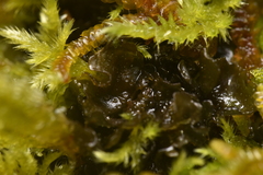 Scytinium polycarpum