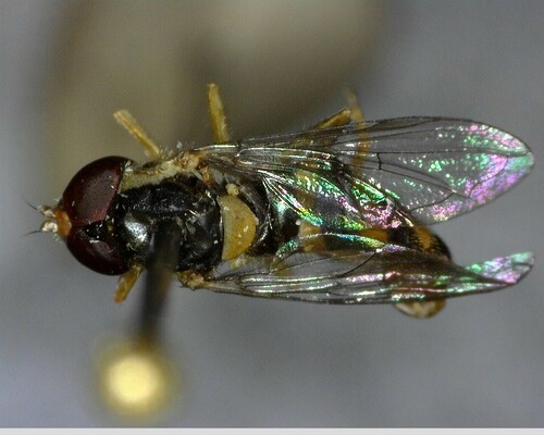 iNaturalist observation photo of Typical Hover Flies