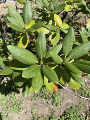 Rhododendron ponticum